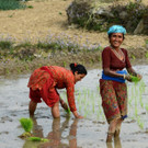 Gorkha Feldarbeit.jpg