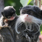 Affen-Nachwuchs im Tiergarten Schönbrunn: Die Kaiserschnurrbarttamarine