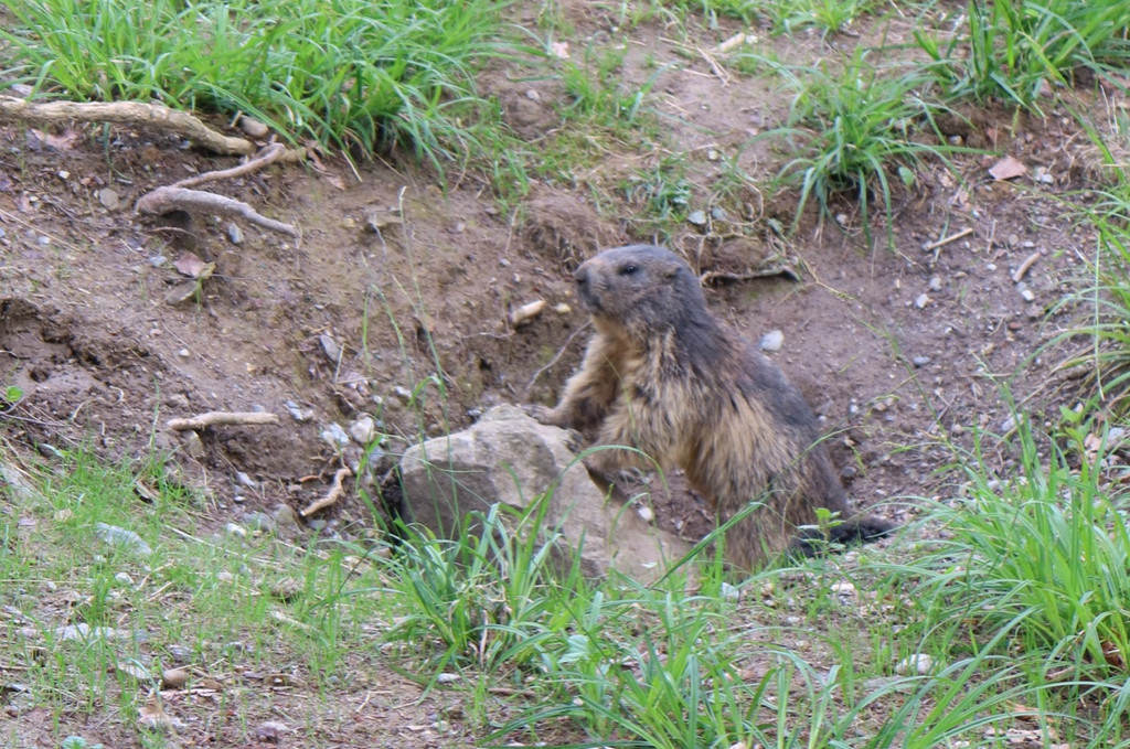 KOE_Wildpark Murmelegehege 2.jpg