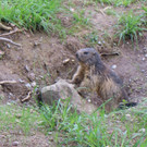 KOE_Wildpark Murmelegehege 2.jpg