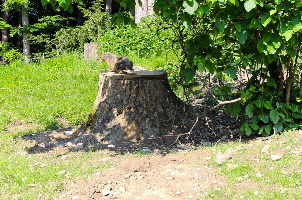 KOE_Wildpark Murmelegehege 23.jpg