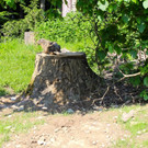 KOE_Wildpark Murmelegehege 23.jpg