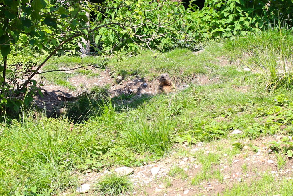 KOE_Wildpark Murmelegehege 24.jpg
