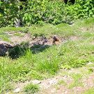 KOE_Wildpark Murmelegehege 24.jpg