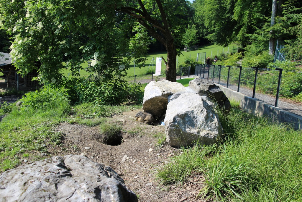 KOE_Wildpark Murmelegehege 25.jpg