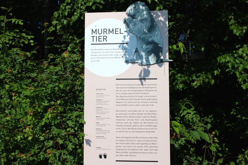 KOE_Wildpark Murmelegehege 27.jpg