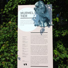 KOE_Wildpark Murmelegehege 27.jpg
