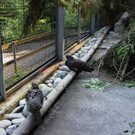 KOE_Wildpark Auerwild 1.jpg