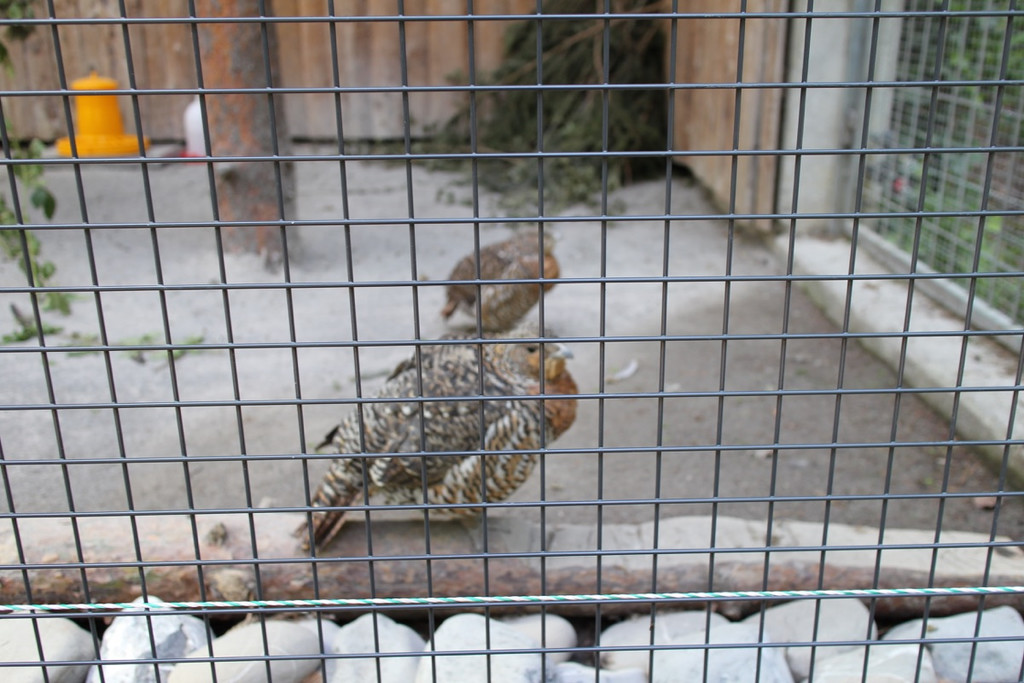 KOE_Wildpark Auerwild.jpg