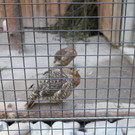 KOE_Wildpark Auerwild.jpg