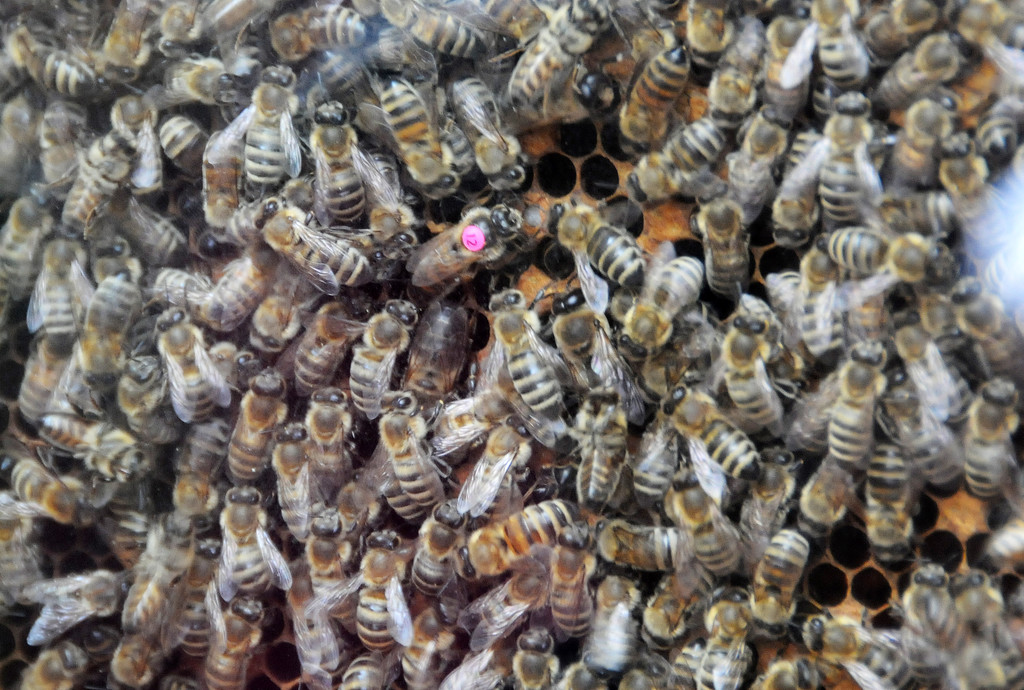 Tierfest Ho__chst 30-05-2015 231.jpg