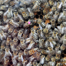 Tierfest Ho__chst 30-05-2015 231.jpg