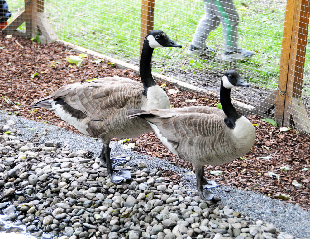 Tierfest Ho__chst 30-05-2015 50.jpg