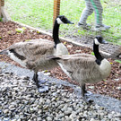 Tierfest Ho__chst 30-05-2015 50.jpg