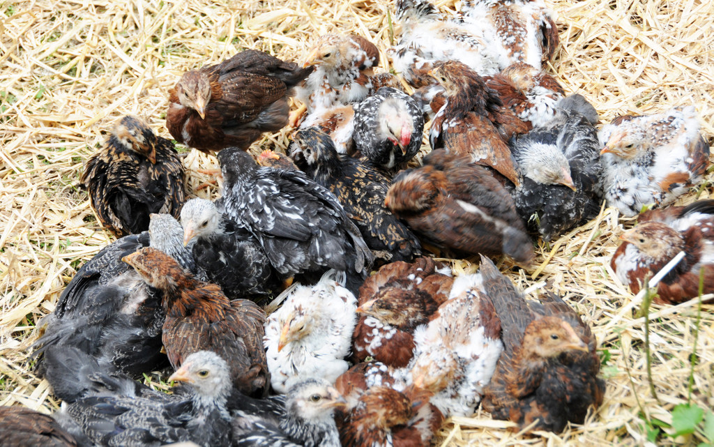 Tierfest Ho__chst 30-05-2015 53.jpg