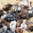 Tierfest Ho__chst 30-05-2015 53.jpg