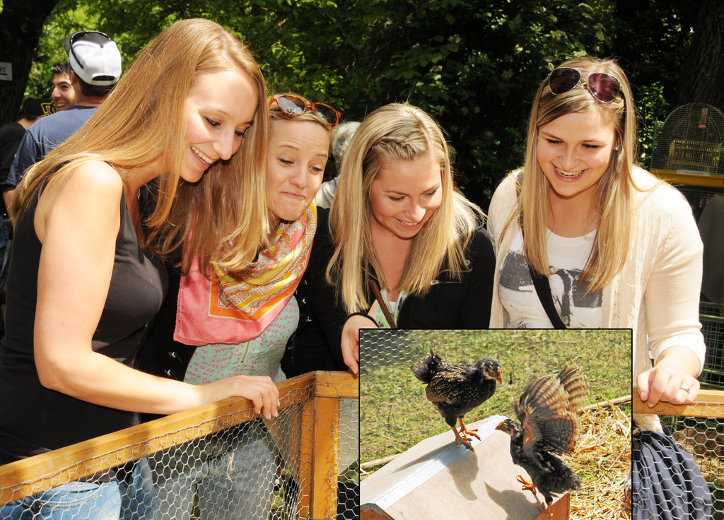 Tierfest Ho__chst 30-05-2015 211.jpg