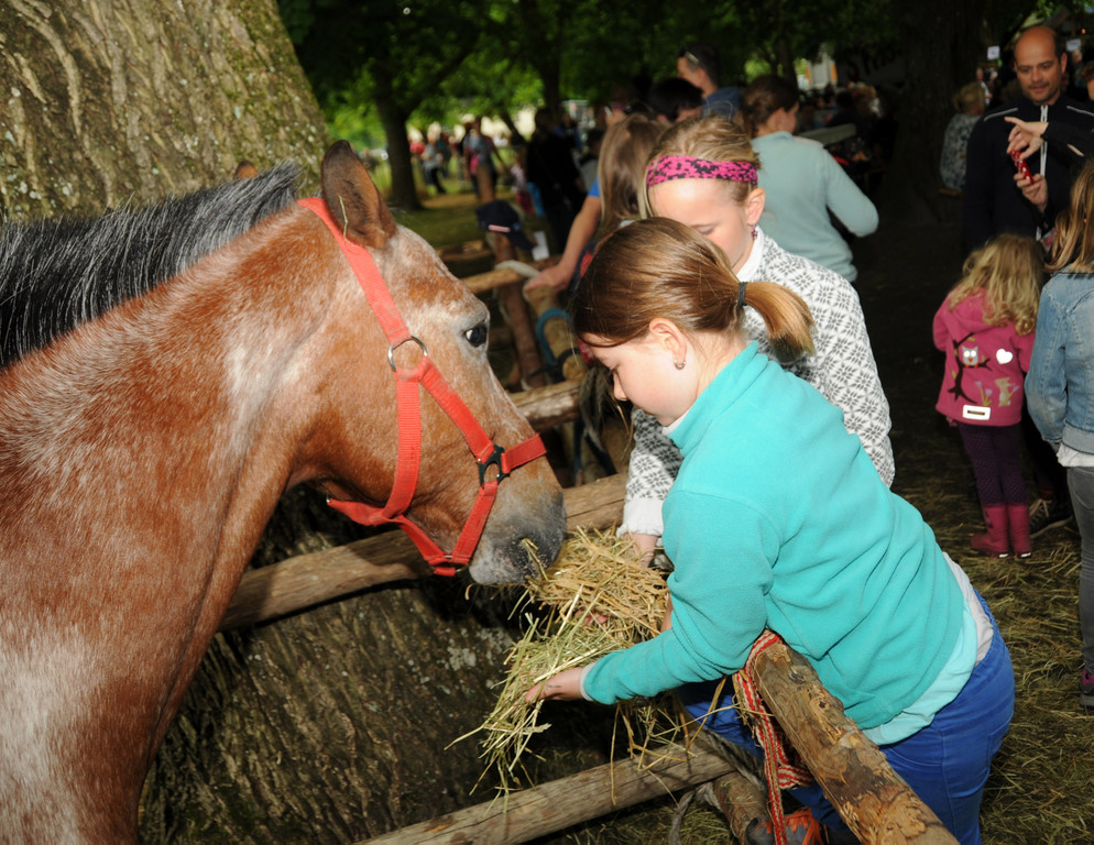 Tierfest Ho__chst 30-05-2015 165.jpg