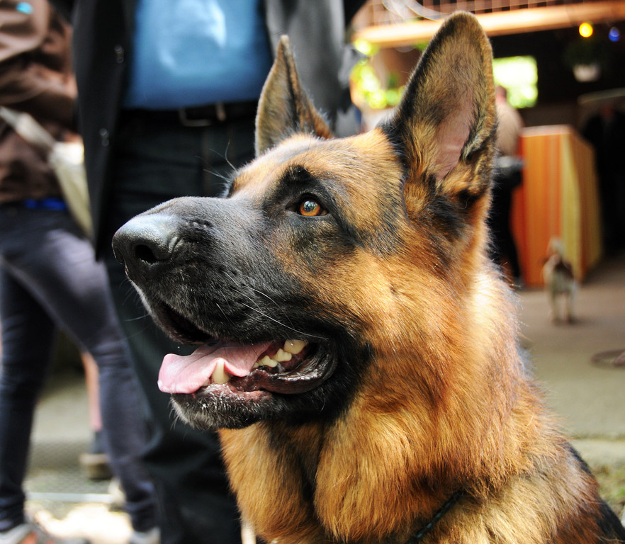 Tierfest Ho__chst 30-05-2015 188.jpg