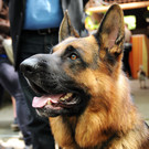 Tierfest Ho__chst 30-05-2015 188.jpg