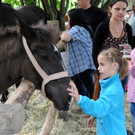 Tierfest Ho__chst 30-05-2015 267.jpg