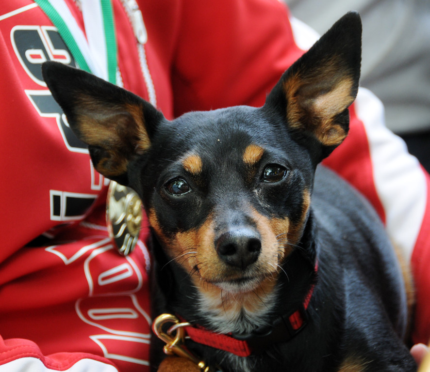 Tierfest Ho__chst 30-05-2015 270.jpg