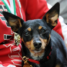 Tierfest Ho__chst 30-05-2015 270.jpg