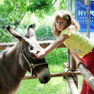 Tierfest Ho__chst 30-05-2015 274.jpg