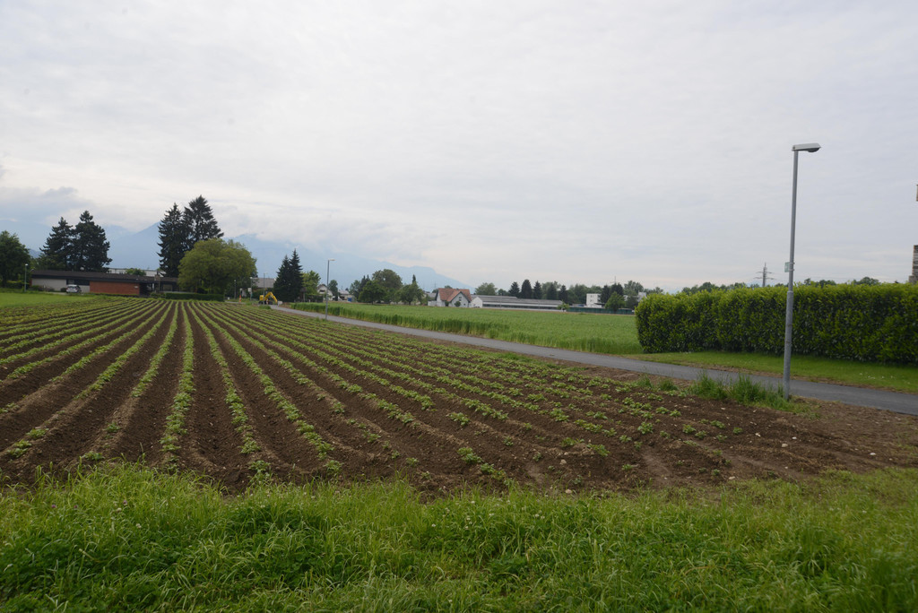 DSC_5262.jpg