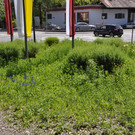 DSC_0041.JPG