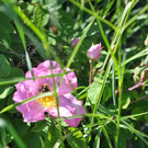 DSC_0113.JPG