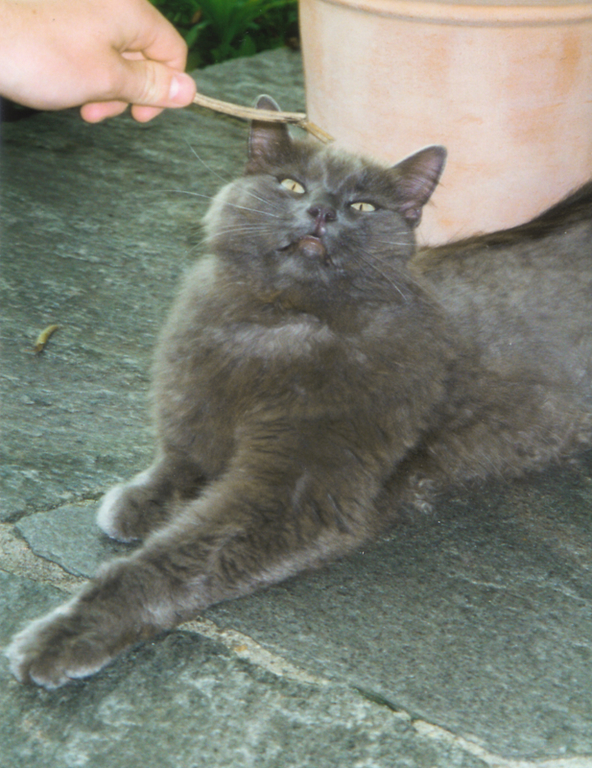 boby2.jpg