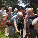 Umweltwoche KR__UTERWANDERUNG Schmid 03-06-2015 _5_.JPG