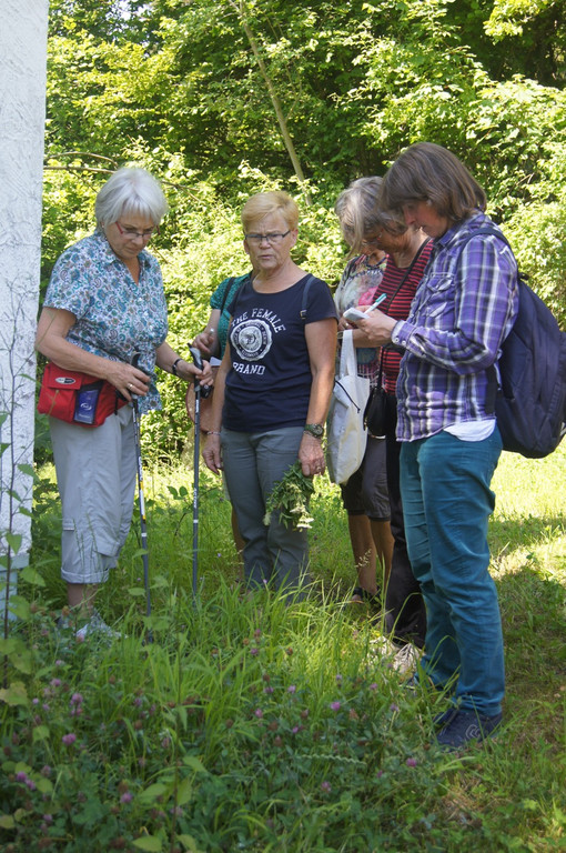 Umweltwoche KR__UTERWANDERUNG Schmid 03-06-2015 _11_.JPG