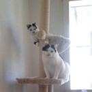 Samson und Sally