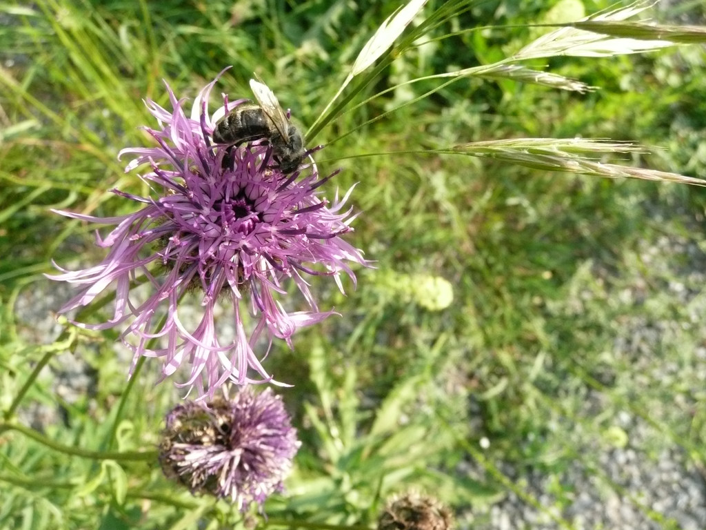 Berg-Flockenblume 12.JPG