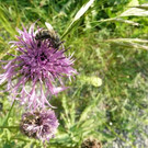 Bienenschau im Geißenpärkle