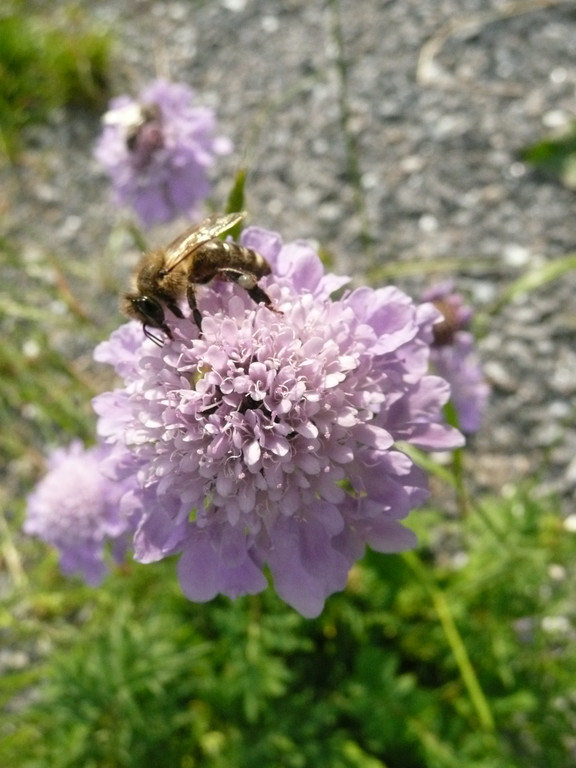 Tauben-Scabiose 3.JPG
