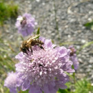 Tauben-Scabiose 3.JPG