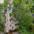 ogv20150607032800.jpg