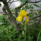 ogv20150607032804.jpg
