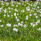 Narzissenblüte in Seewis
