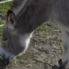 DSC_0063.JPG