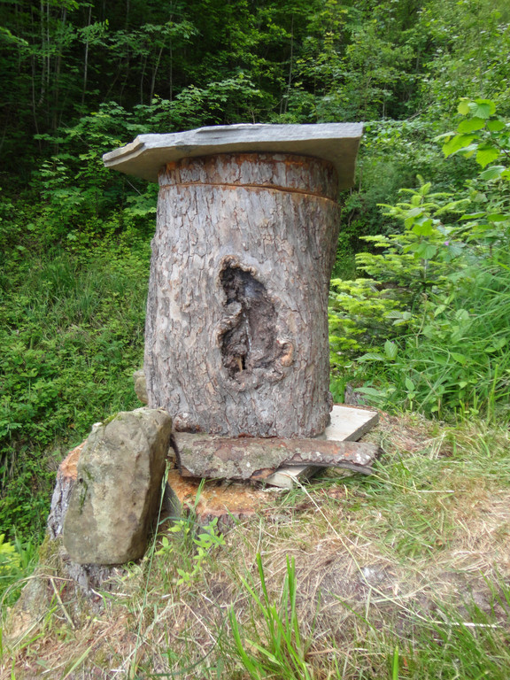Baumstamm _12_.JPG