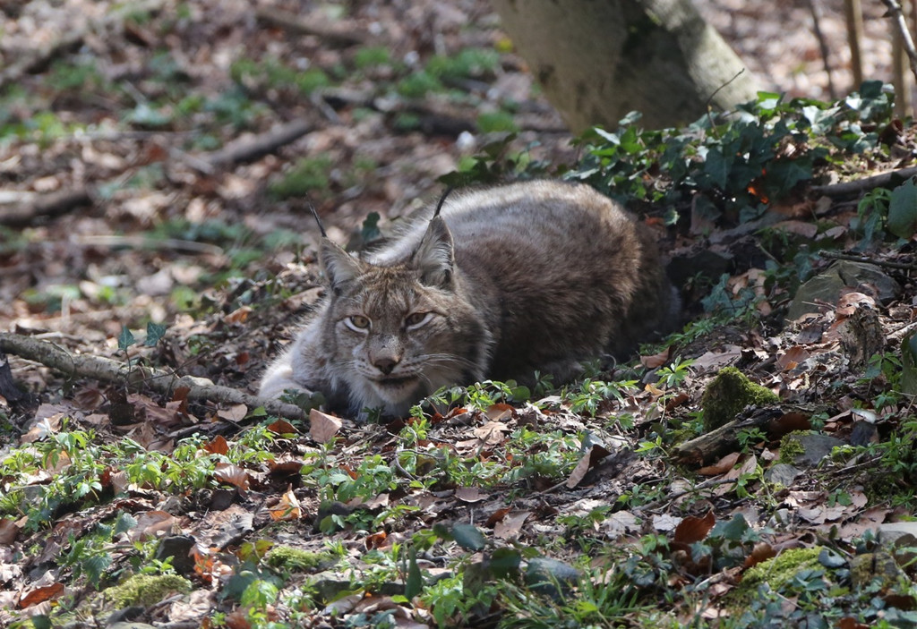 KOE_Wildpark Tierpatenschaften 2.jpg