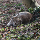 KOE_Wildpark Tierpatenschaften 2.jpg