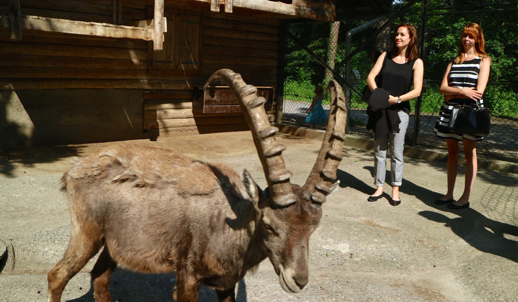 KOE_Wildpark Tierpatenschaften 6.jpg