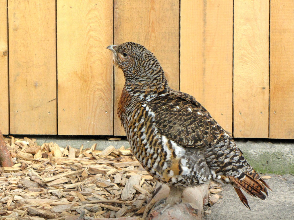 KOE_Wildpark Tierpatenschaften 9.jpg
