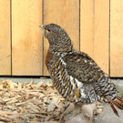 KOE_Wildpark Tierpatenschaften 9.jpg