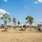 Nova Rock 2015: Besucher am Gelände (Tag 1)